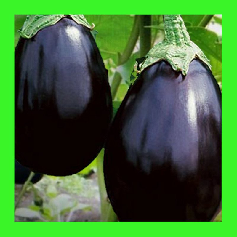 EGGPLANT-BLACK BEAUTY