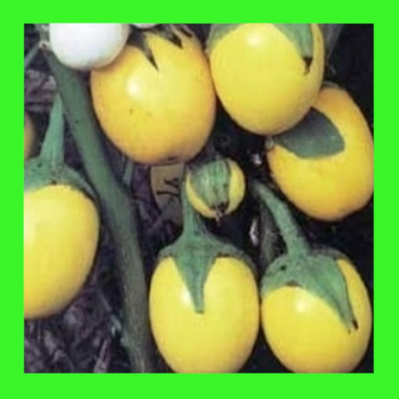 EGGPLANT-GOLDEN EGG