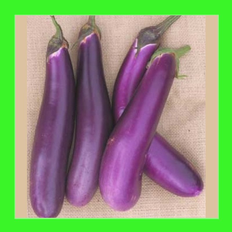 EGGPLANT-ITALIAN LONG PURPLE
