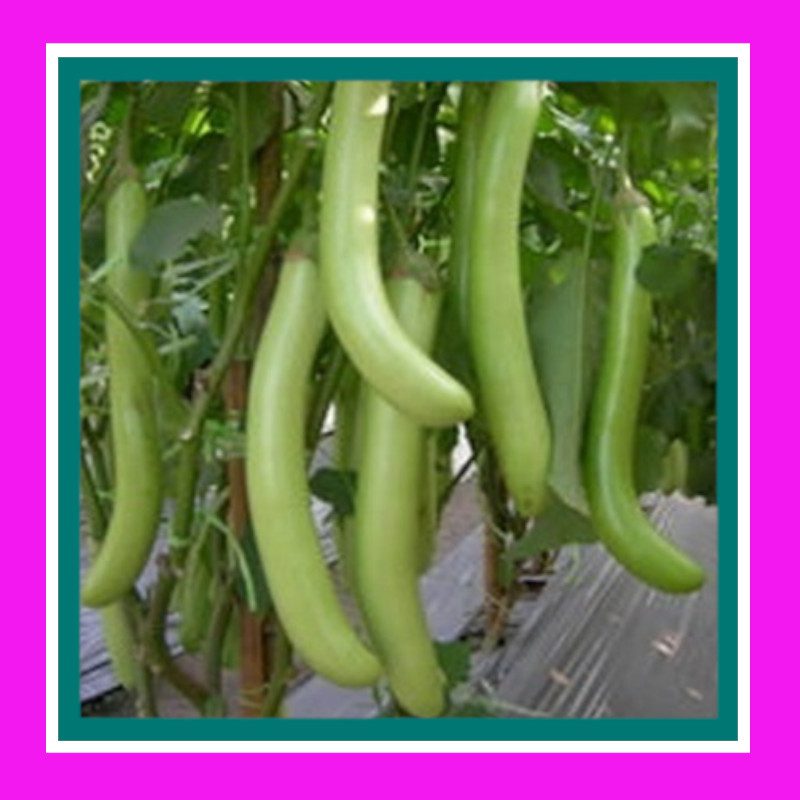 EGGPLANT-THAI LONG GREEN (SALE)