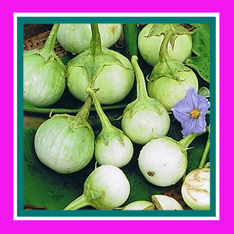 EGGPLANT-THAI ROUND GREEN (SALE)