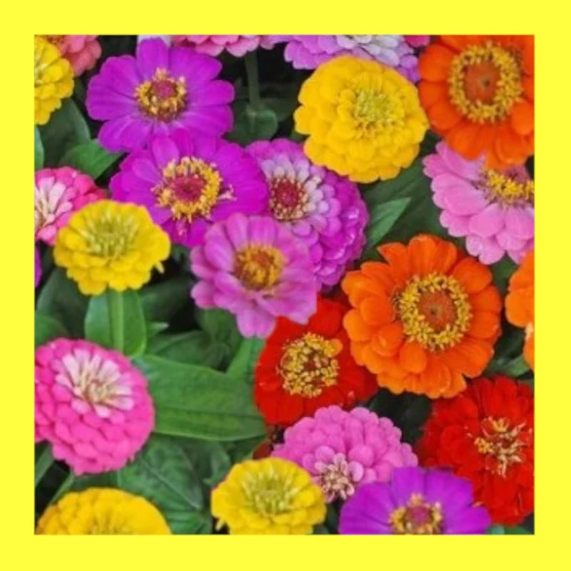 FLOWER-ZINNIA-ELGANS FORMULA MIX