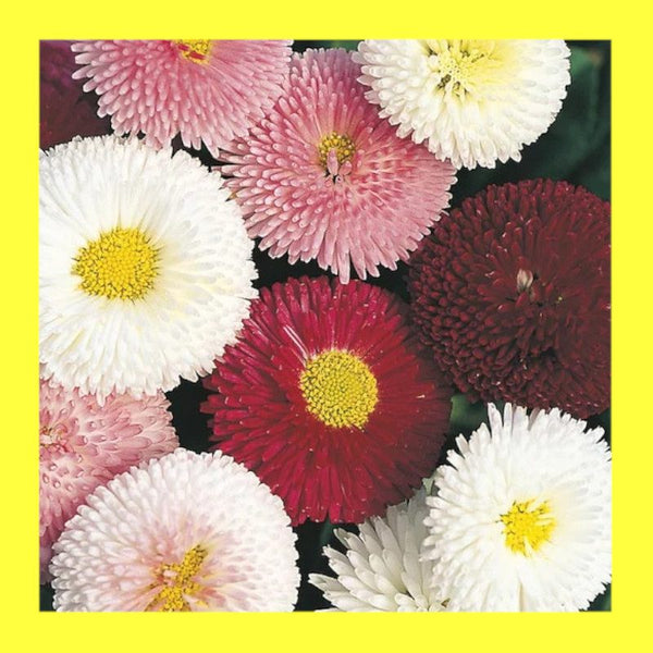 FLOWER-BELLIS M0NSTROSA MIX-ENGLISH DAISY