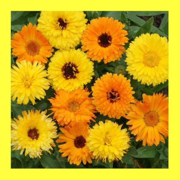 FLOWER-CALENDULA-PACIFIC BEAUTY