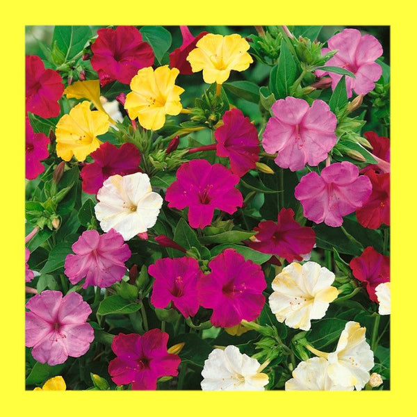 FLOWER-MIRACLE OF PERU-4 O'CLOCKS