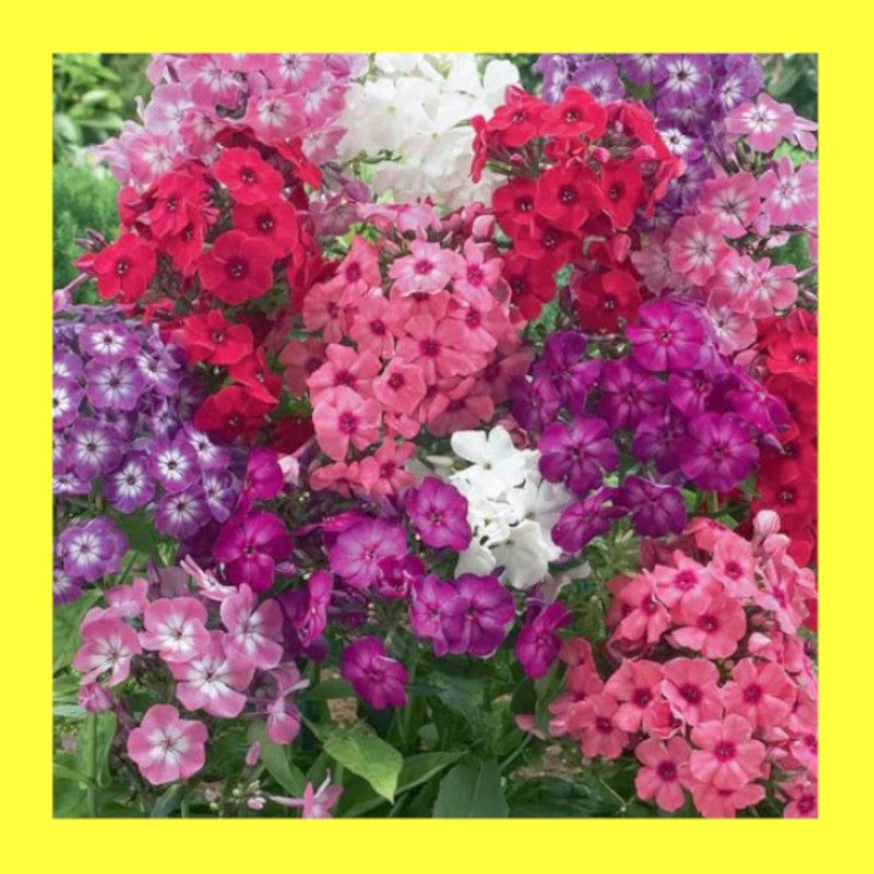 FLOWER-PHLOX-CECILY MIX