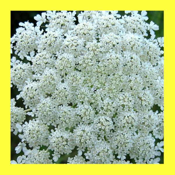 FLOWER-QUEEN ANNES LACE-FALSE