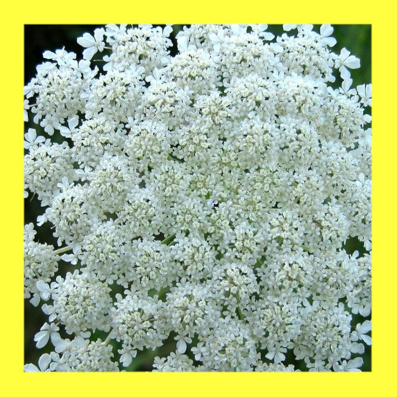FLOWER-QUEEN ANNES LACE-FALSE