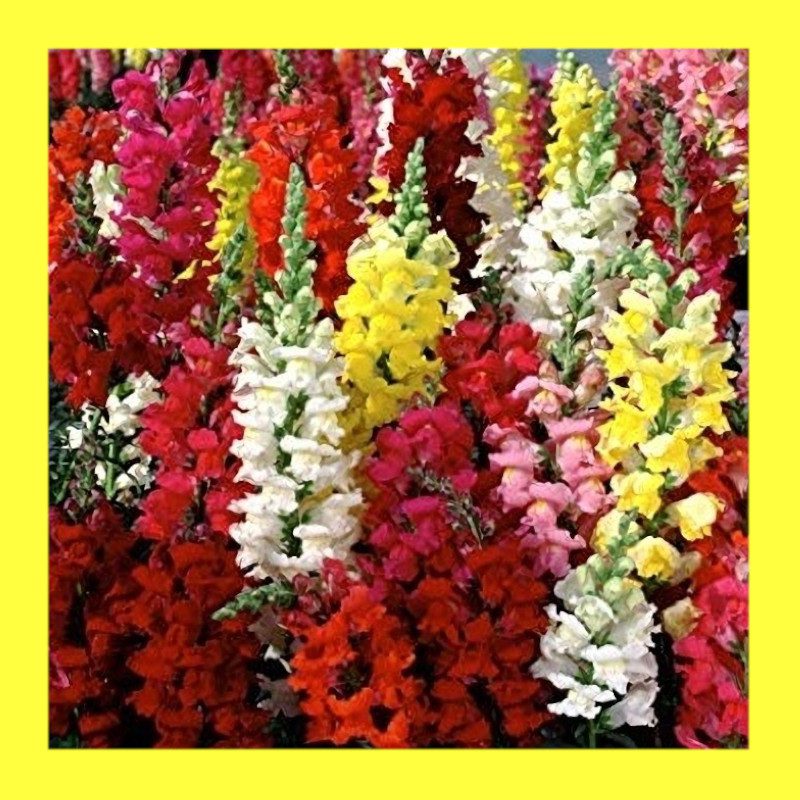 FLOWER-SNAPDRAGON GIANT MIX