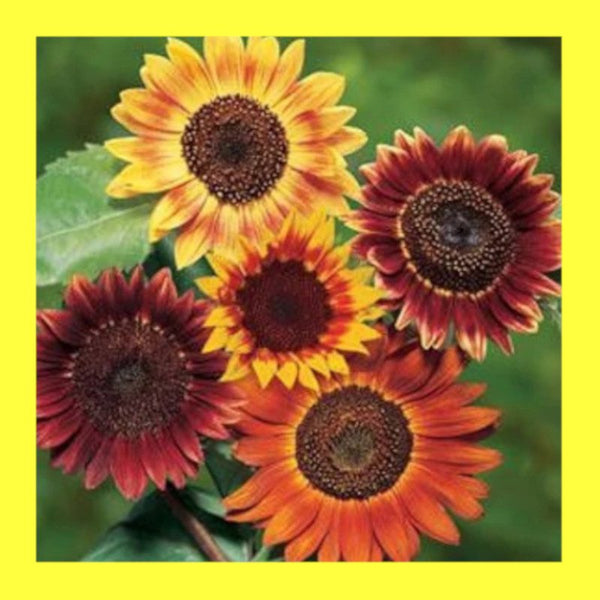 FLOWER-SUNFLOWER-EVENING SUN