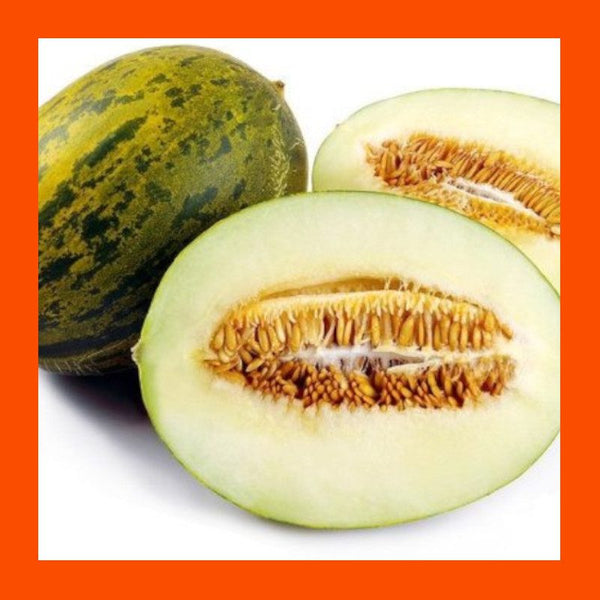 FRUIT-SPANISH-PIEL de SAPO-MELON
