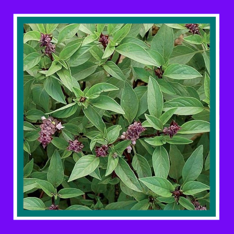 BASIL-THAI (SALE)