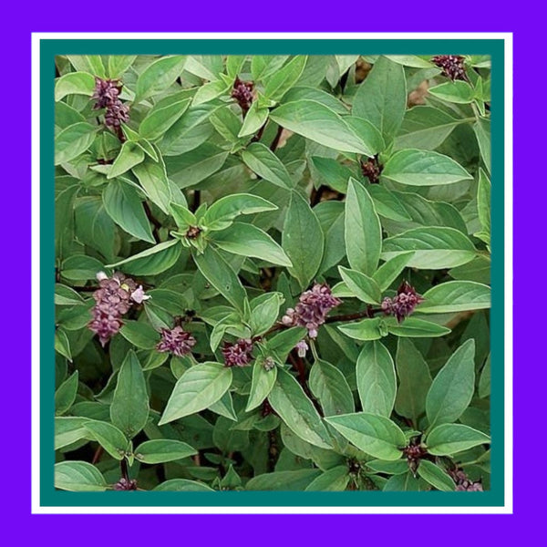 BASIL-THAI (SALE)