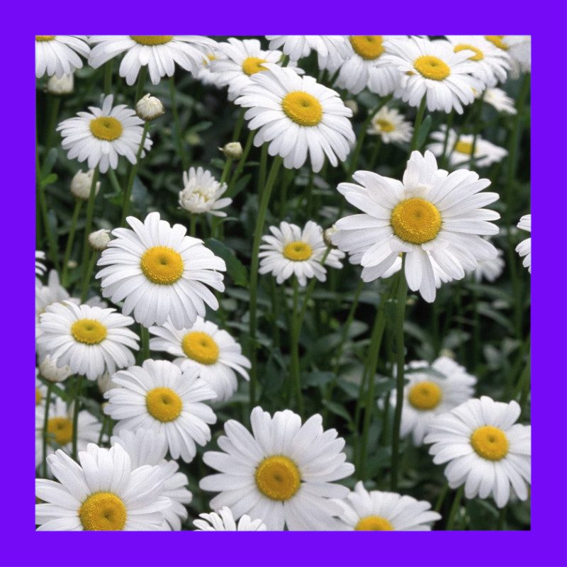HERB-CHAMOMILE