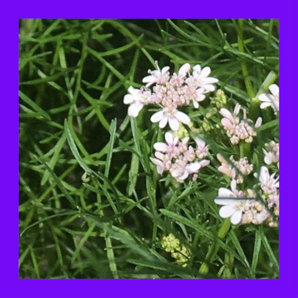 HERB-CORIANDER-DELFINO