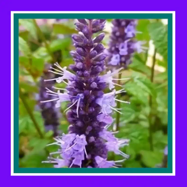 HERB-MINT-KOREAN (SALE)