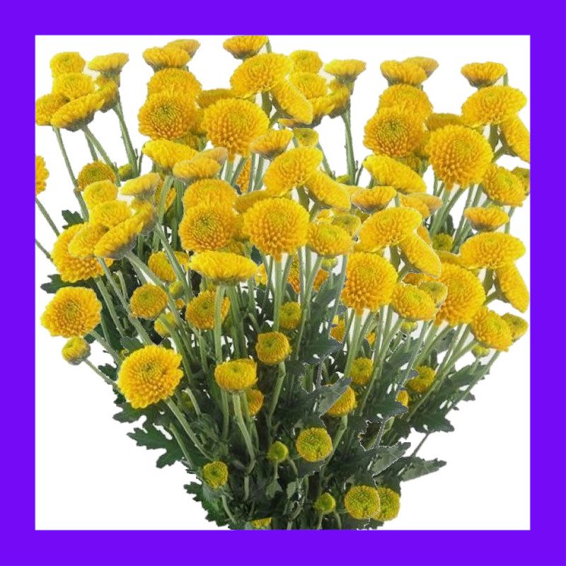 HERB-TANSY