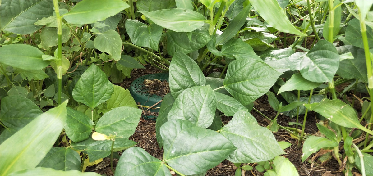 5L Compost Bin x 5