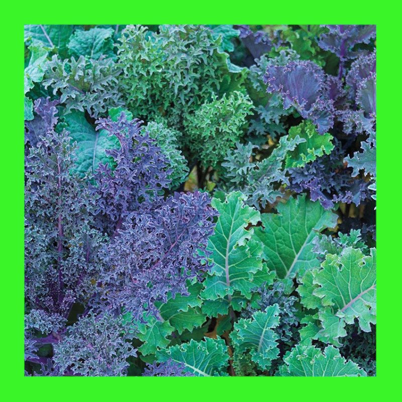 KALE-COLOUR MIX