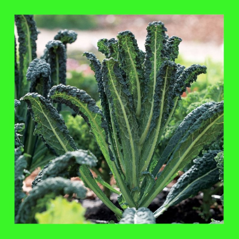 KALE-NERO di TOSCANA-BLACK TOSCANA or TUSCANY