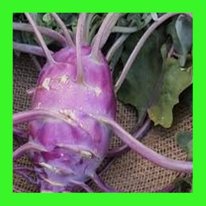 KOHL RABI-PURPLE VIENNA