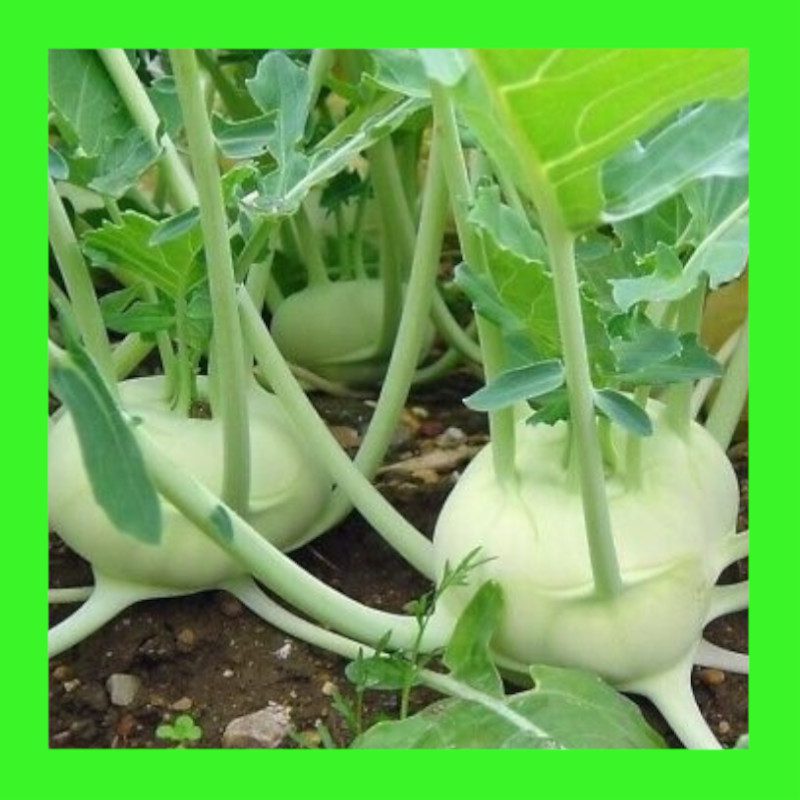 KOHL RABI-WHITE VIENNA