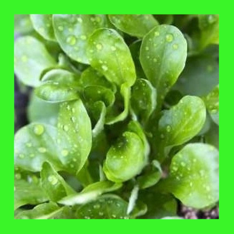 LETTUCE-DUTCH CORN SALAD-LAMBS LETTUCE