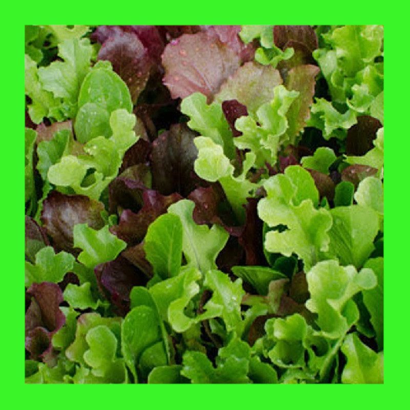 LETTUCE-GOURMET MIX