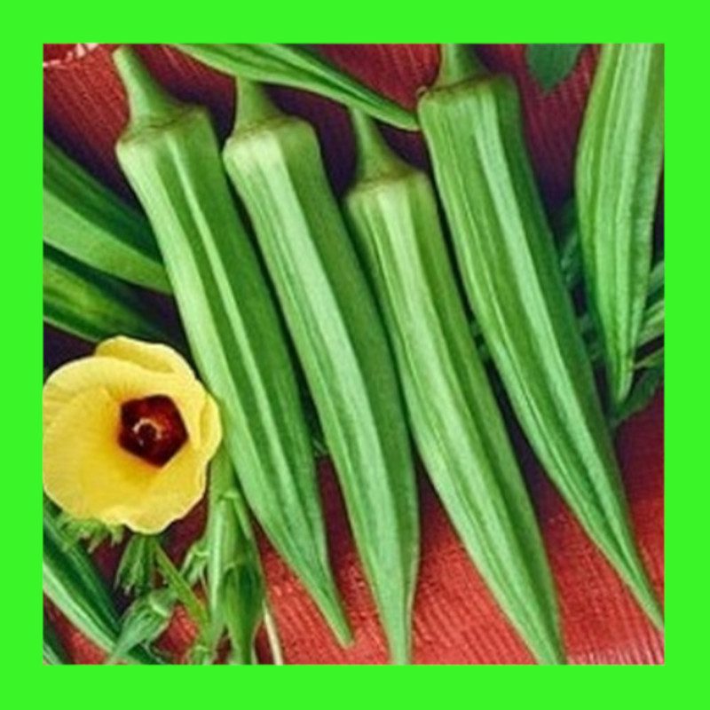 OKRA-CLEMSON SPINELESS