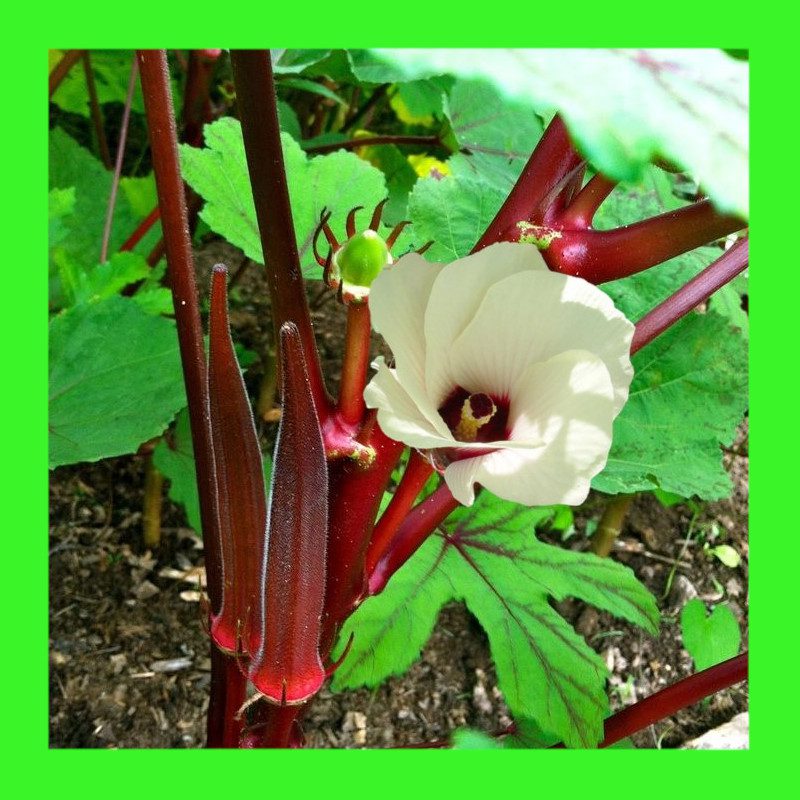 OKRA-RED BURGUNDY