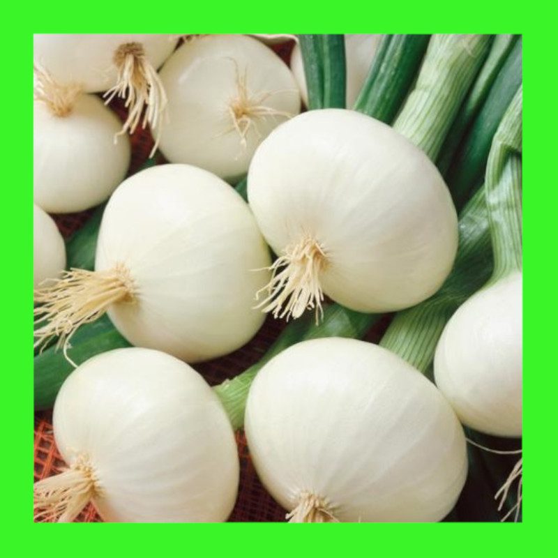 ONION-CIPOLLINI-WHITE