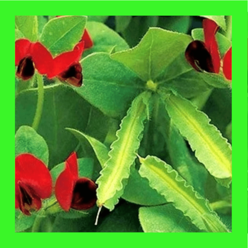PEA-ASPARAGUS-SPREADER
