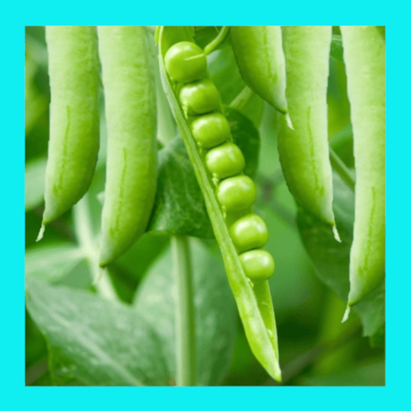 PEA-ALDERMAN SHELLING-TELEPHONE