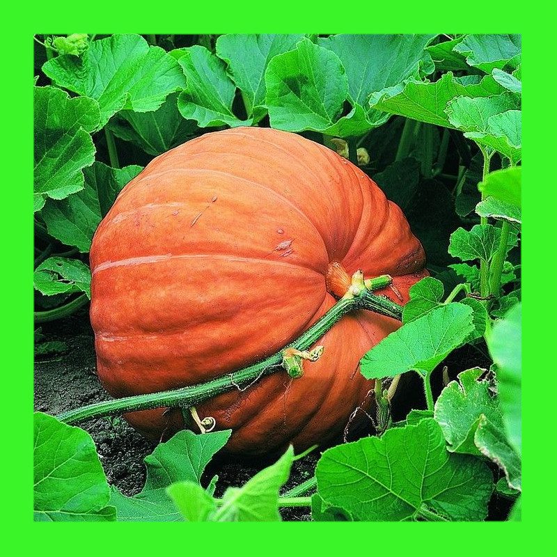 PUMPKIN-BIG MAX
