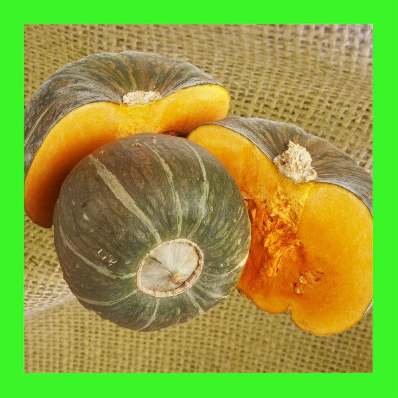 PUMPKIN-BURGESS BUTTERCUP