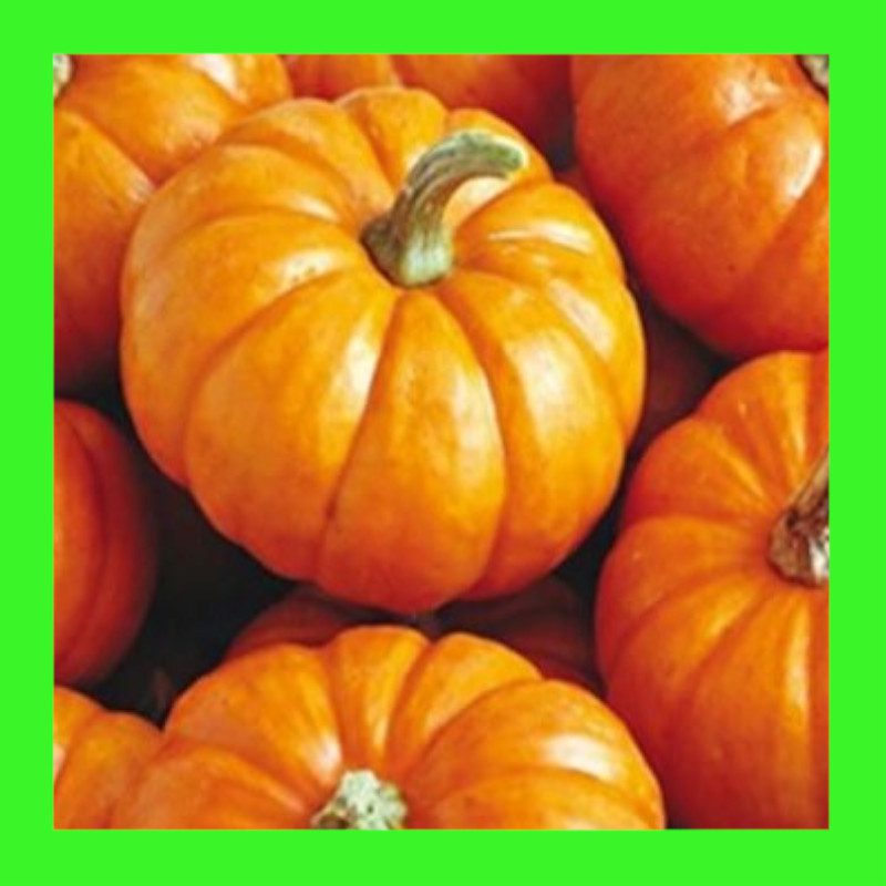 PUMPKIN-JACK BE LITTLE