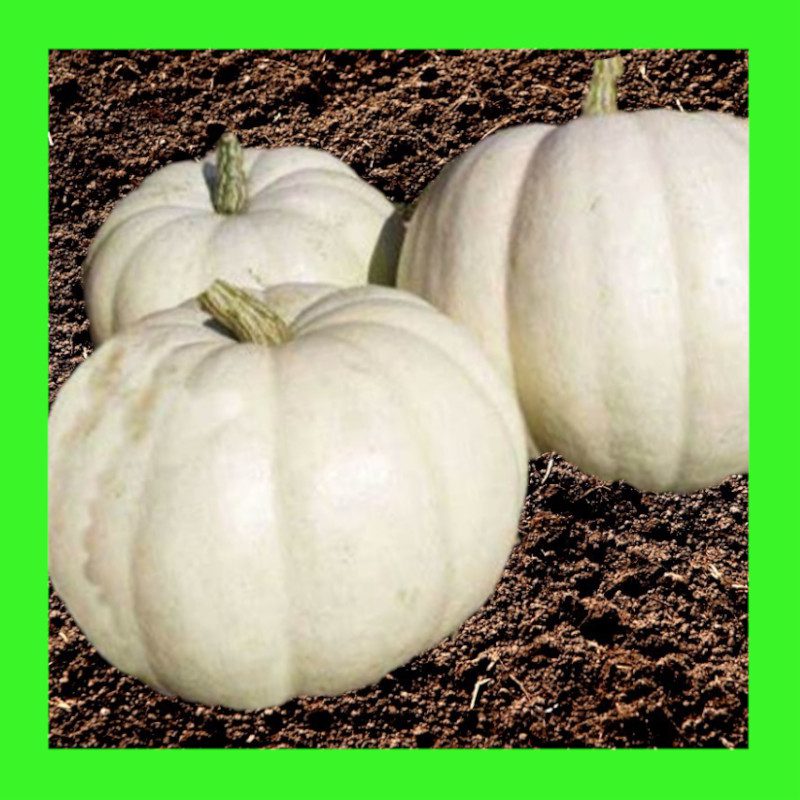 PUMPKIN-LUMINA