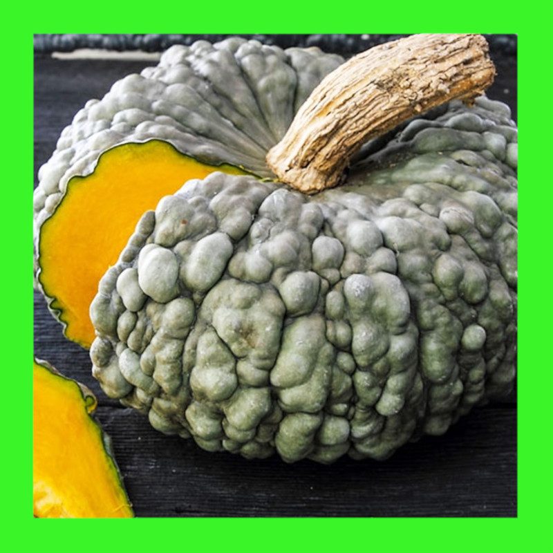 PUMPKIN-MARINA di CHIOGGIA