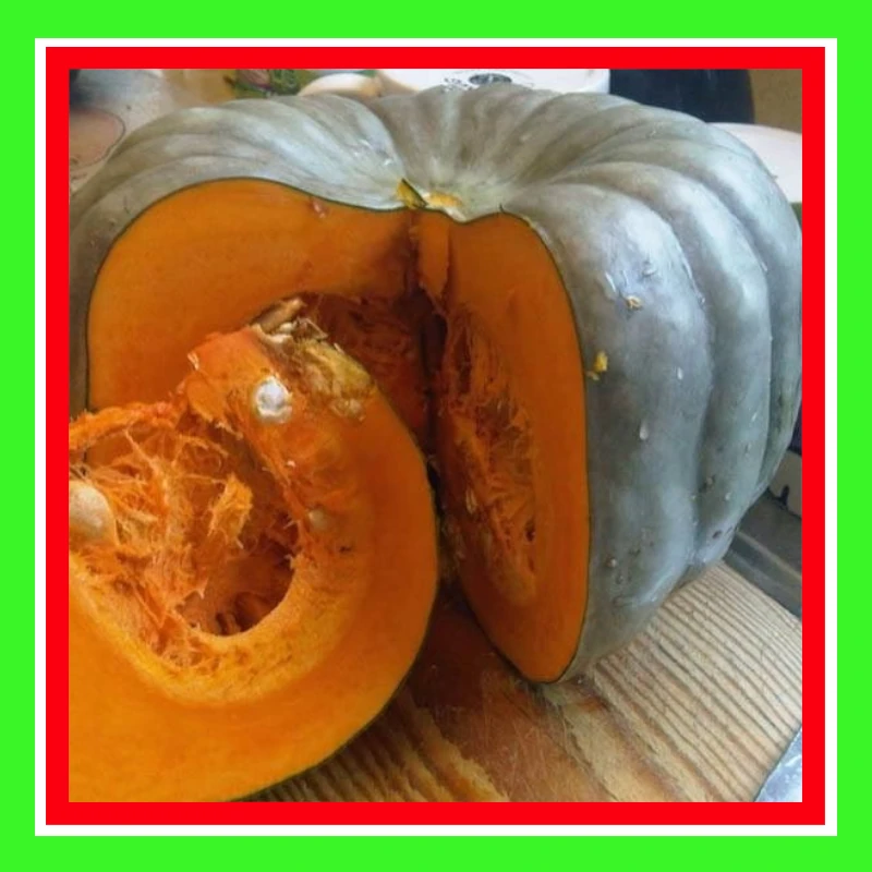 PUMPKIN-QUEENSLAND BLUE-AUST (TREATED)
