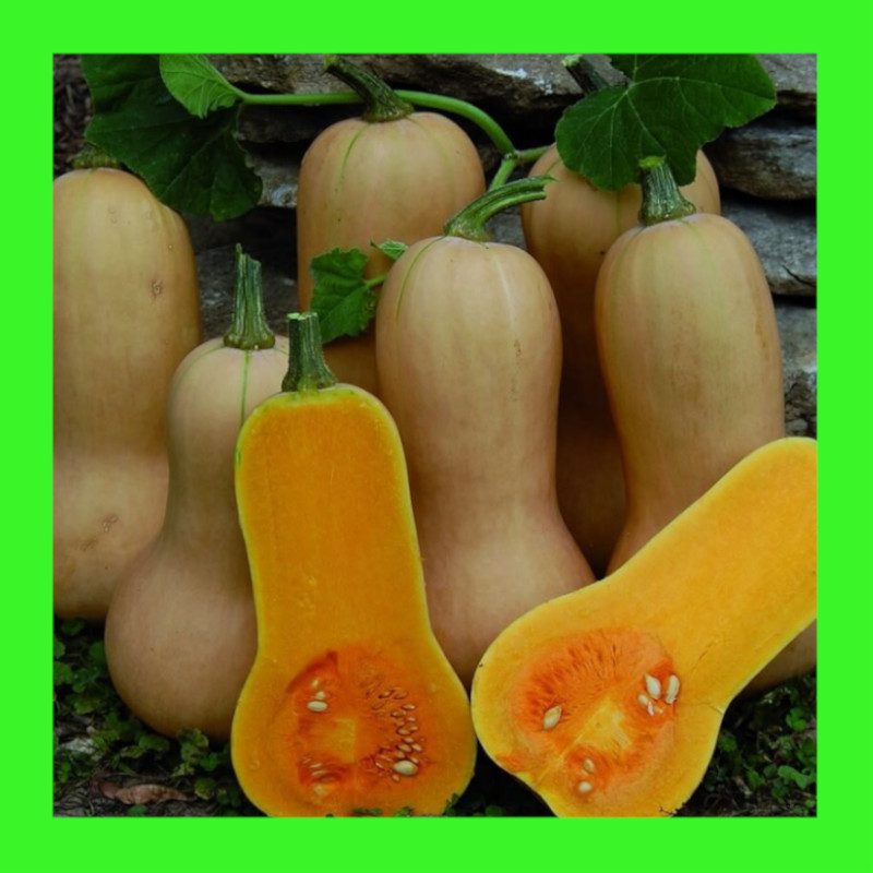 PUMPKIN-WALTHAM BUTTERNUT
