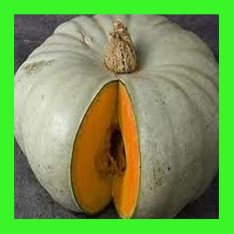 PUMPKIN-WHANGAPARAOA CROWN-NZ
