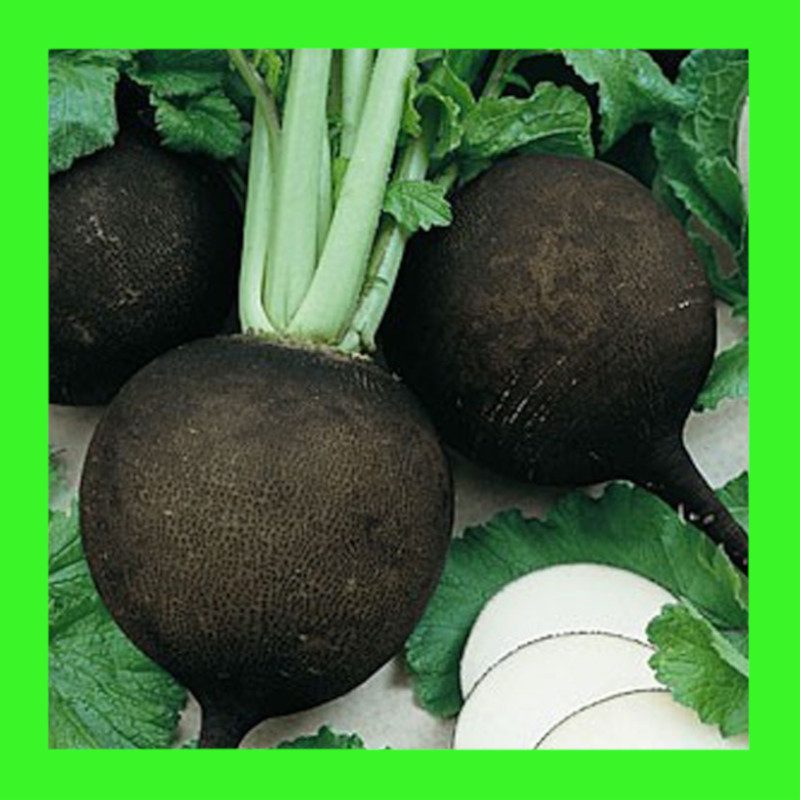 RADISH-BLACK SPANISH