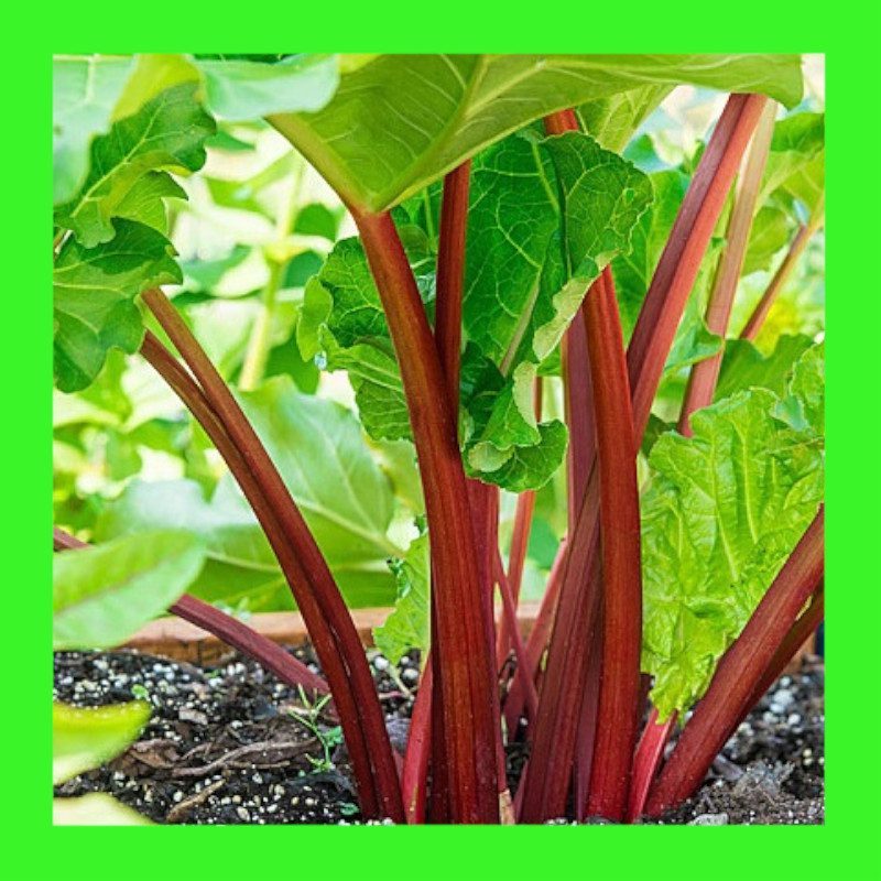 RHUBARB-VICTORIA