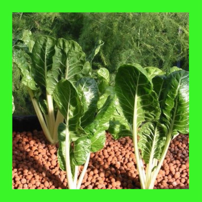 SILVERBEET-CHARD-BARESE