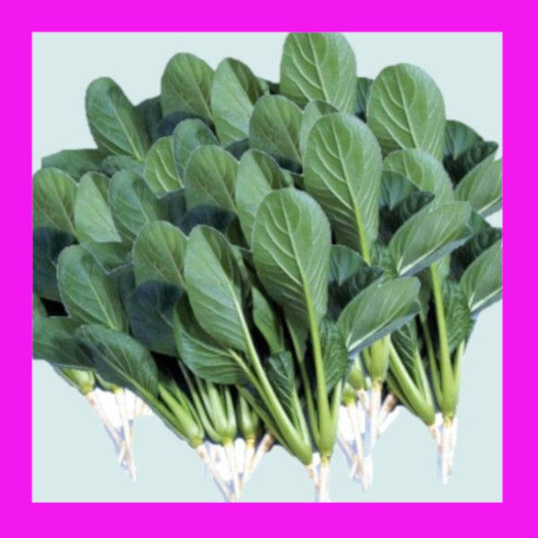 SPINACH-JAPANESE-KOMATSUNA