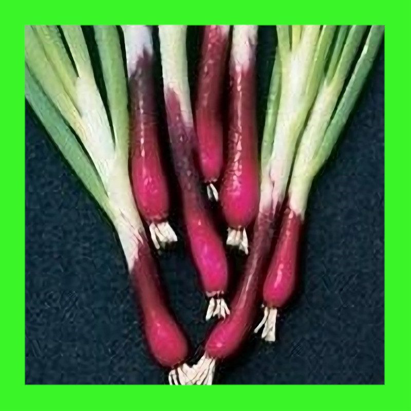 ONION-SPRING ONION-RED BUNCHING