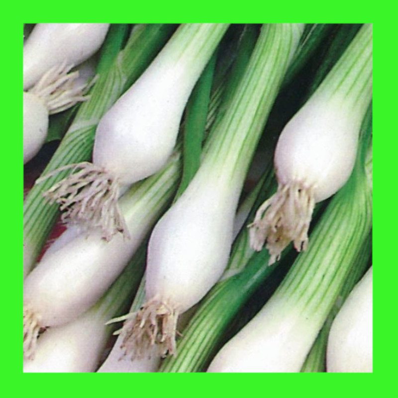 ONION-SPRING ONION-WHITE LISBON