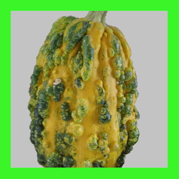 SQUASH-PIMPLY