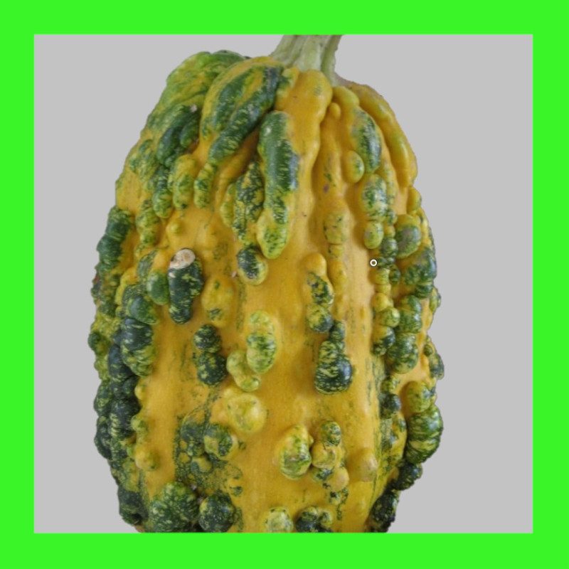 SQUASH-PIMPLY