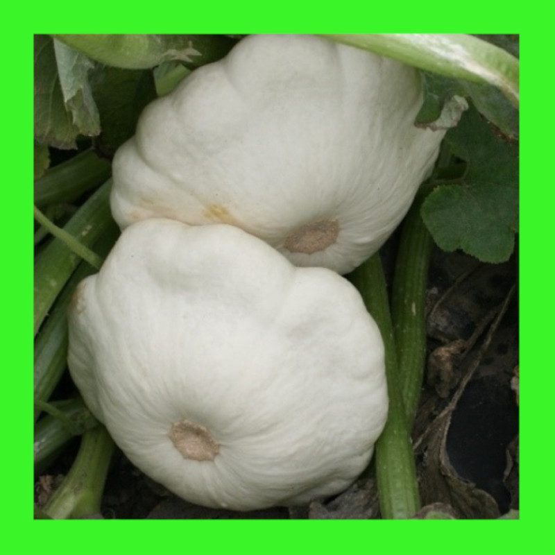 SQUASH-SCALLOP-EARLY WHITE